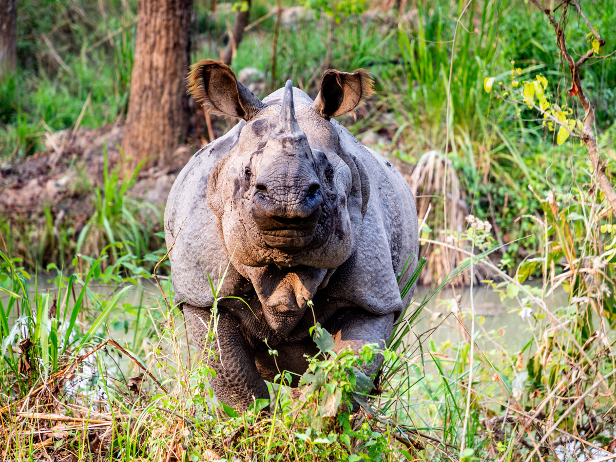 You are currently viewing One horn rhino is nearly about extinct