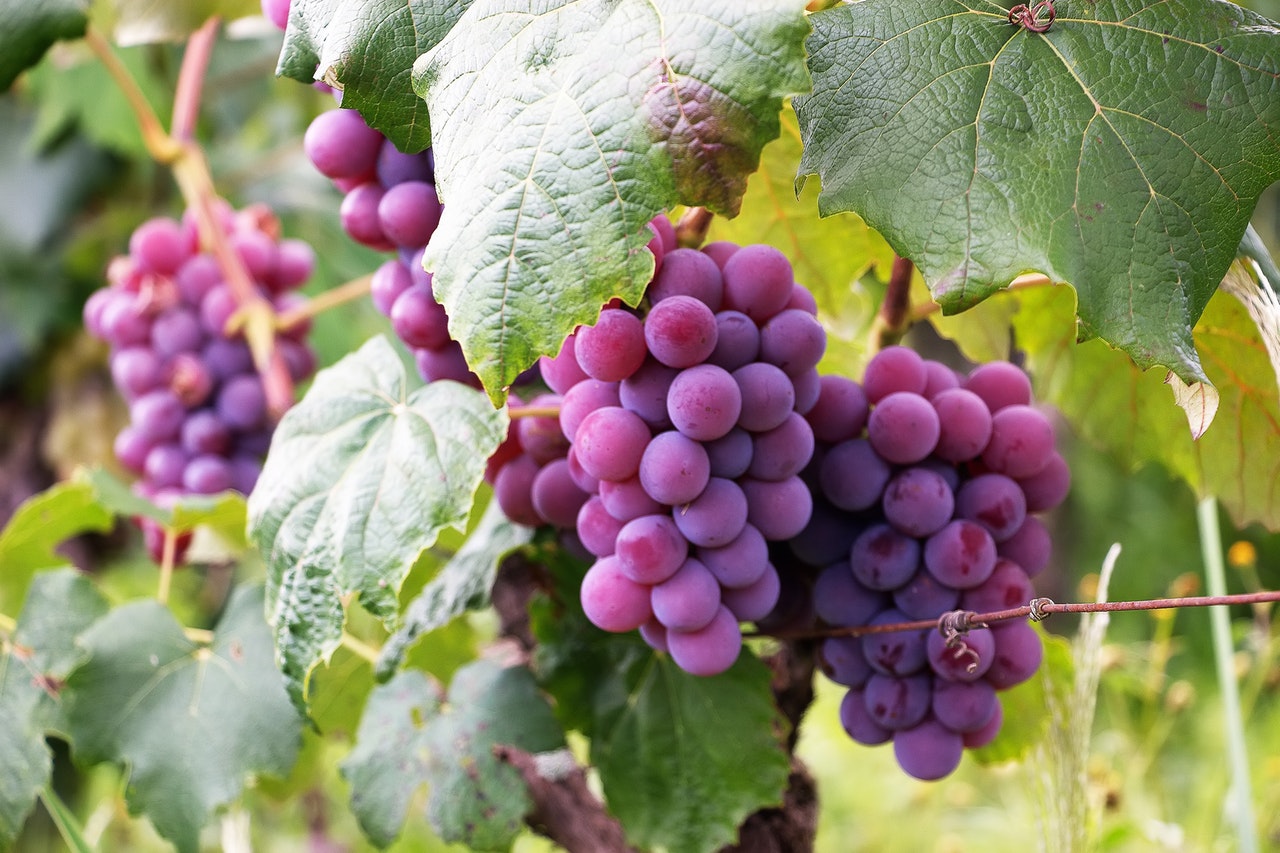 Read more about the article Purple grapes took the fruits market